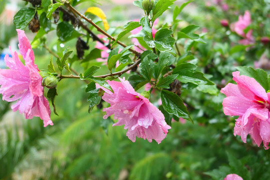 木槿花沙漠玫瑰