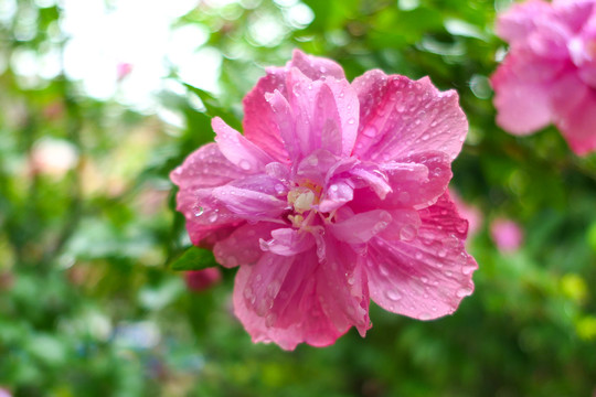 木槿花沙漠玫瑰