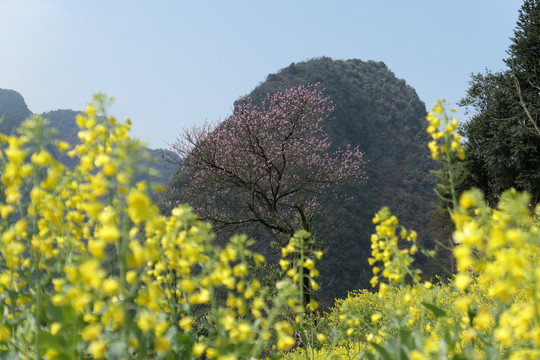 油菜花