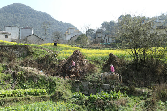 油菜花