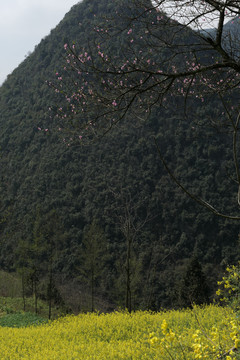 油菜花