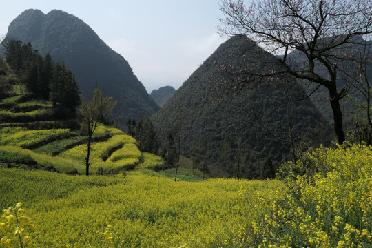 油菜花