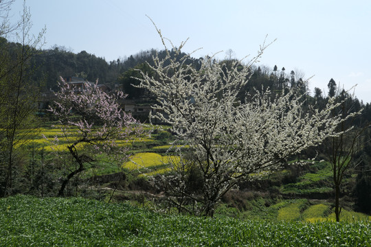 油菜花