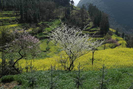 油菜花