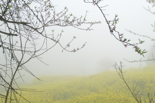 油菜花