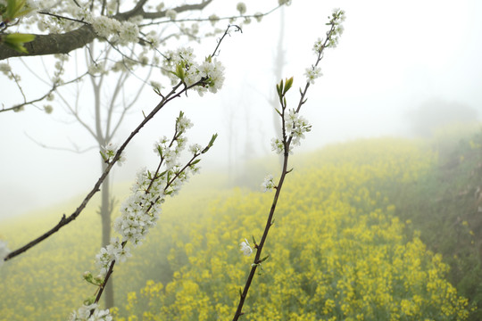 油菜花