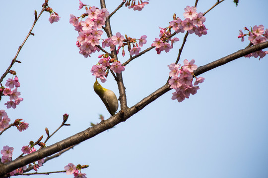 绣眼鸟