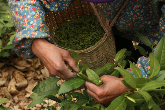 茶园里采茶叶的茶农