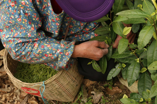 茶园里采茶叶的茶农