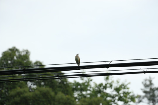电缆上的鸟雀