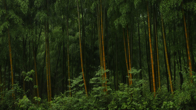 雨中的竹林