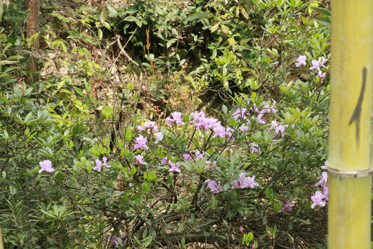 淡紫色的杜鹃花
