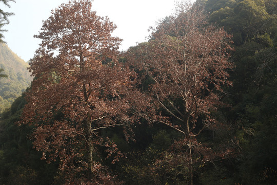 满树枯叶