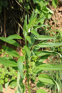 芝麻植株