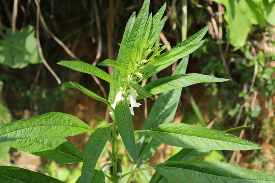 芝麻开花