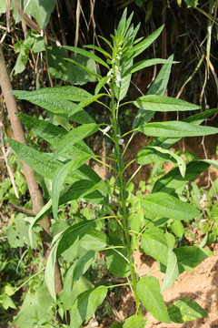 芝麻植株