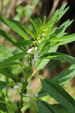 芝麻植株