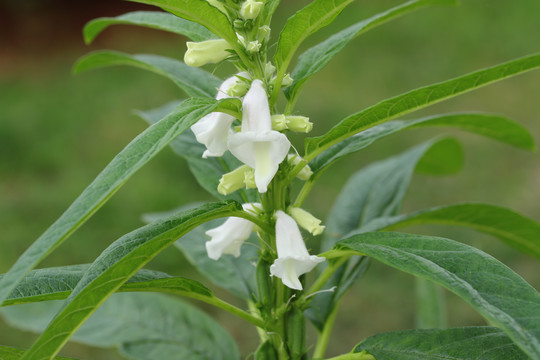 芝麻开花