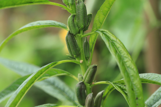 芝麻植株