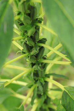 芝麻植株