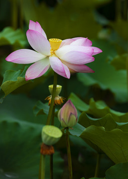 荷花