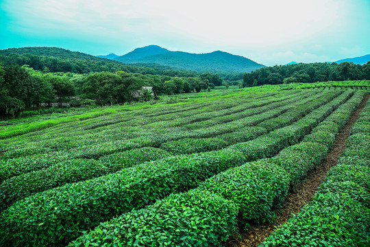 西湖龙井茶园