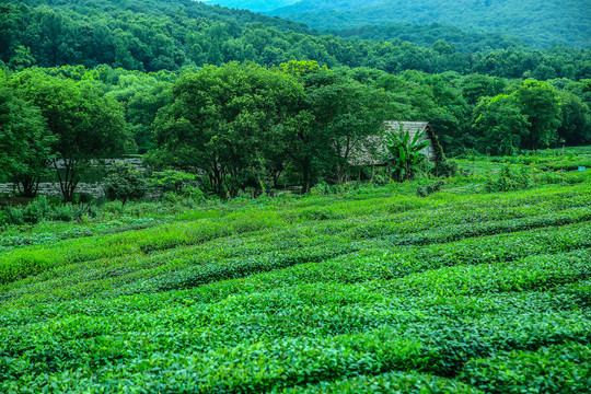 西湖龙井茶园