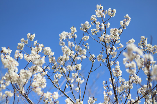 仰望樱花