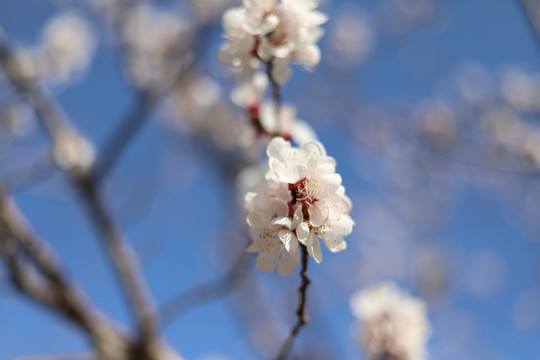 春日樱花