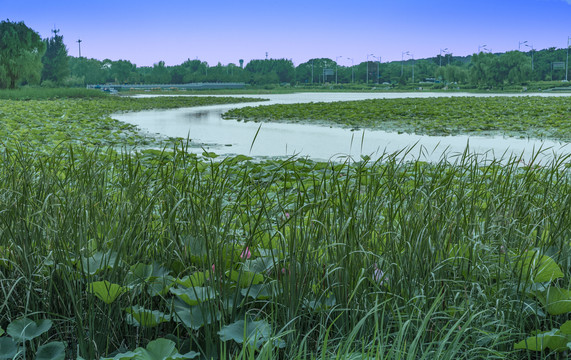 沈阳东陵荷花湖