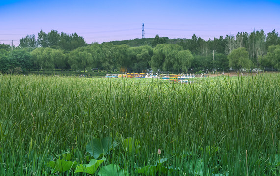 沈阳东陵荷花湖