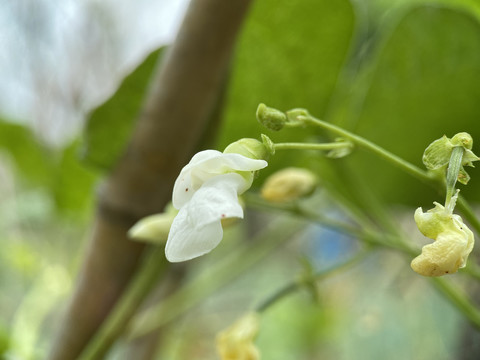 豆角花