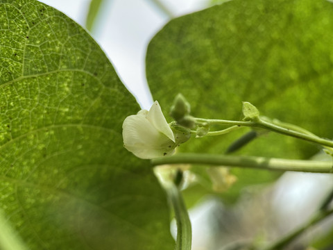 豆角花