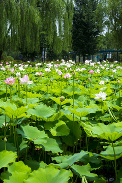 荷花池