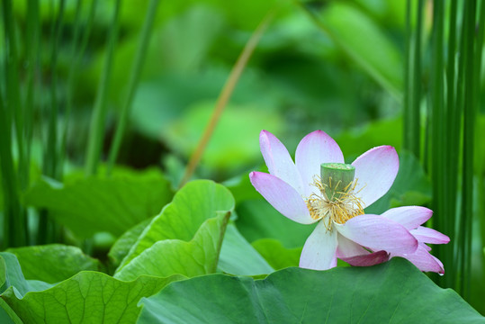 荷花