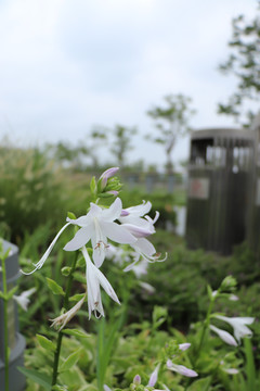 白玉簪花