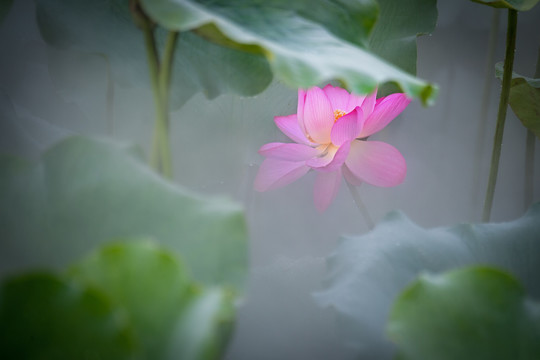 雨荷