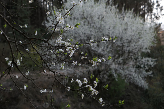 李子花