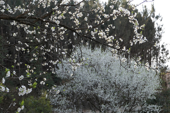 李子花