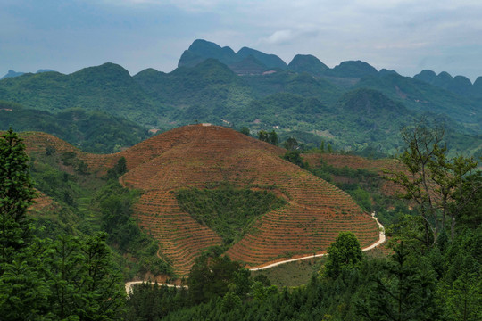 五龙梯田风光