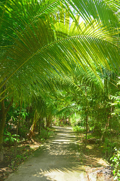 越南乡村的棕榈树树林