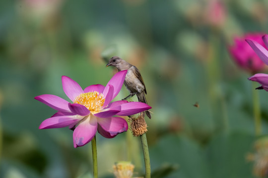 荷花与鸟