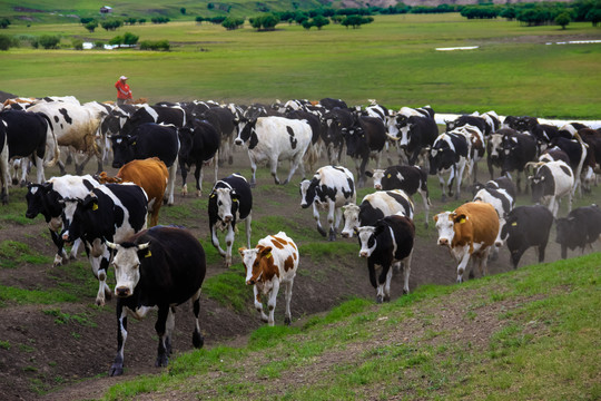 草原放牧牛群