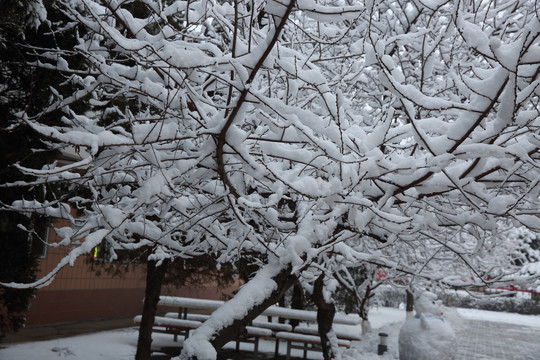 大雪