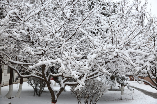 大雪