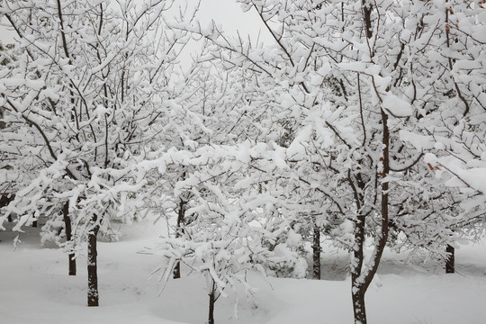 大雪