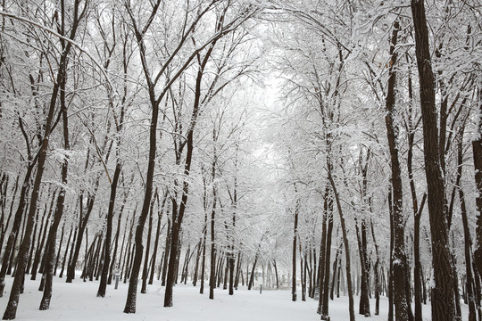 暴雪