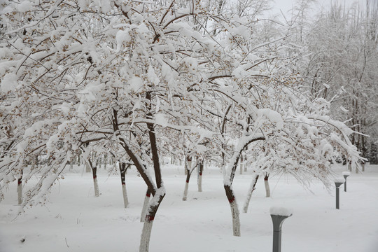 暴雪