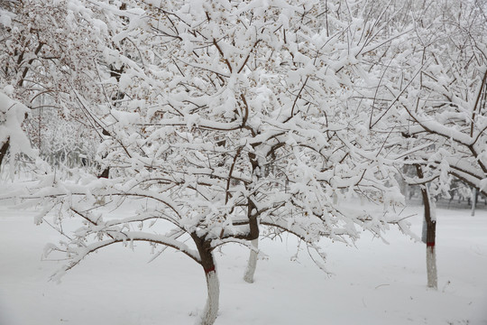 暴雪