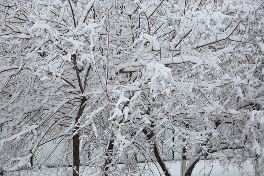 大雪